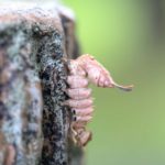 シャチホコガの幼虫