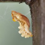 ジャコウアゲハの蛹