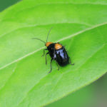 ウリハムシの交尾