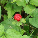 雨上がりの公園で