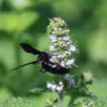 キオビツチバチ