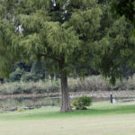 エンマコウロギ