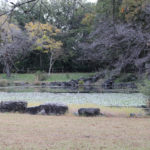 ハーブのある公園