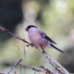 EOS R6 Mark iii デビュー