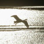 ハクチョウを見に