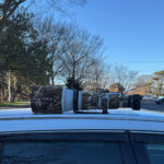 ビンズイを探しに