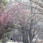 暖かい日の公園