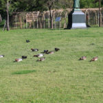 春なのに夏のような気温の公園