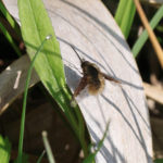 ビロードツリアブ